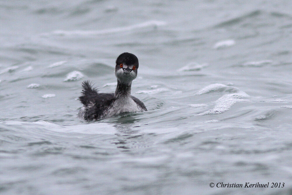 Black-necked Grebe