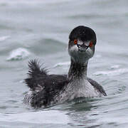 Black-necked Grebe