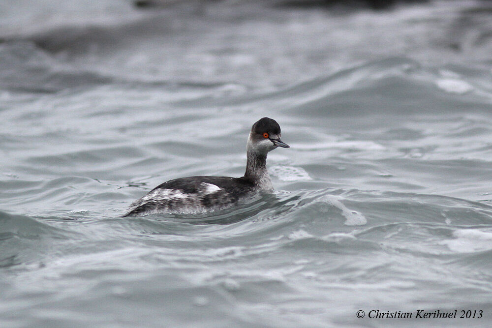 Black-necked Grebe