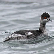 Black-necked Grebe