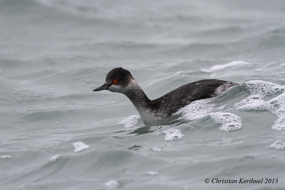 Black-necked Grebe