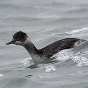 Black-necked Grebe