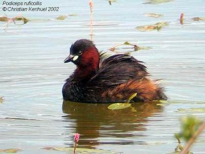 Little Grebe