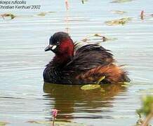 Little Grebe