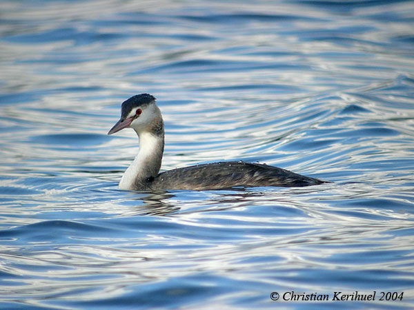 Great Crested Grebe