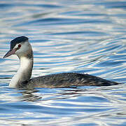 Great Crested Grebe