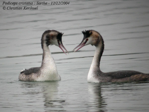 Great Crested Grebe