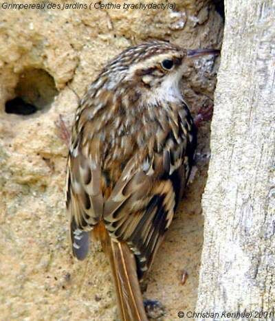 Short-toed Treecreeper