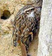 Short-toed Treecreeper