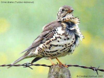 Mistle Thrush