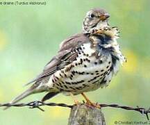 Mistle Thrush