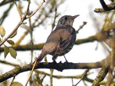 Mistle Thrush