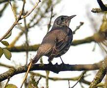 Mistle Thrush