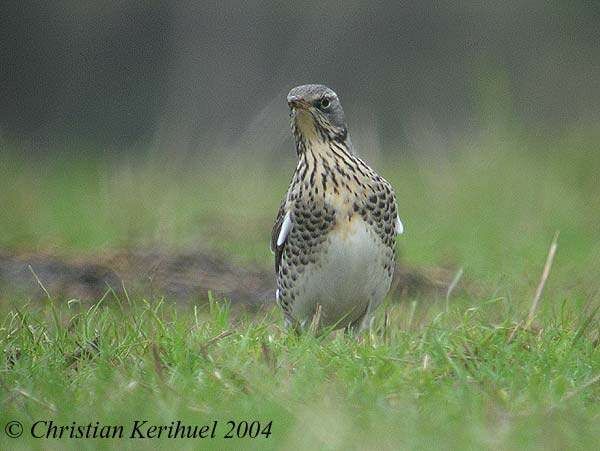 Fieldfare