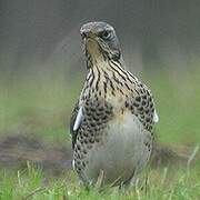 Fieldfare