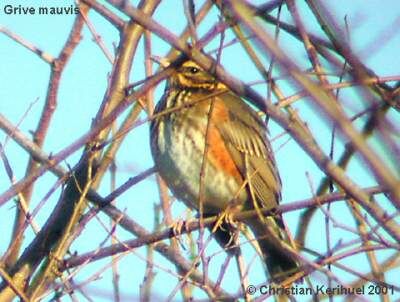 Redwing