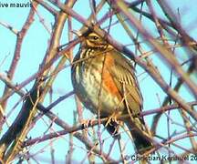 Redwing