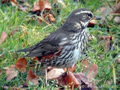 Redwing