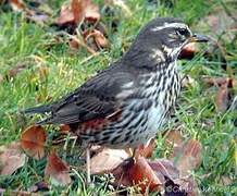 Redwing