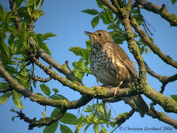 Song Thrush