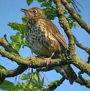 Song Thrush