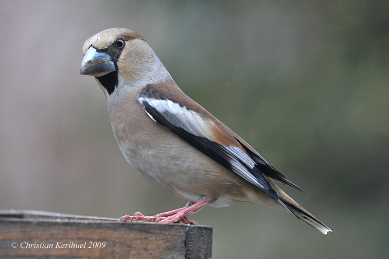 Hawfinch