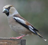 Hawfinch