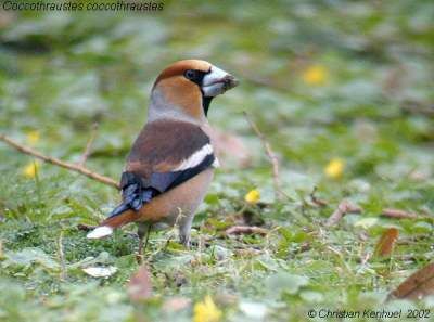 Hawfinch