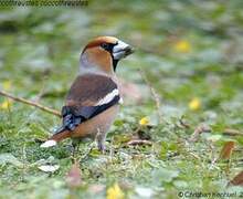 Hawfinch