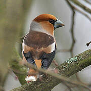 Hawfinch