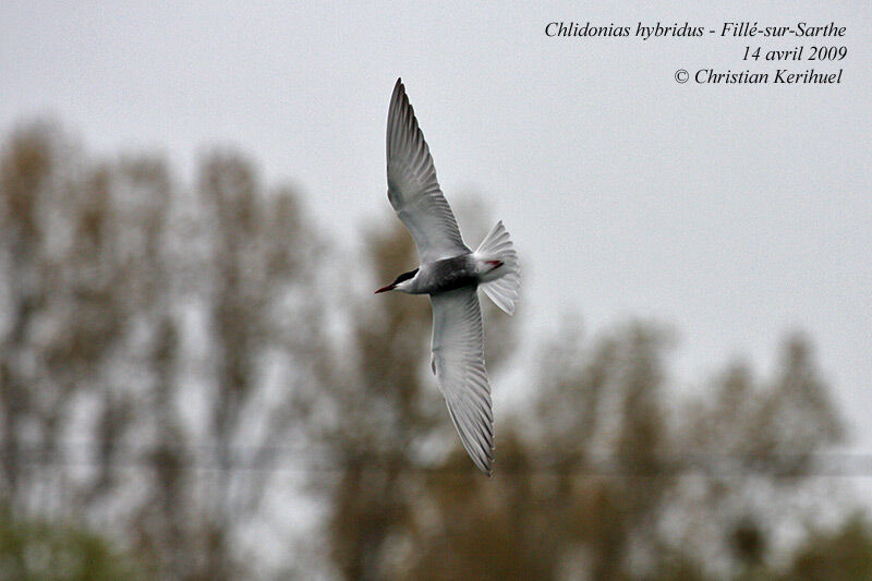 Whiskered Tern