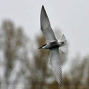 Whiskered Tern