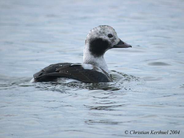 Long-tailed Duck