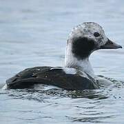 Long-tailed Duck