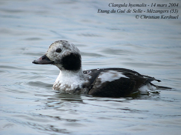 Long-tailed Duck