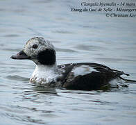 Long-tailed Duck