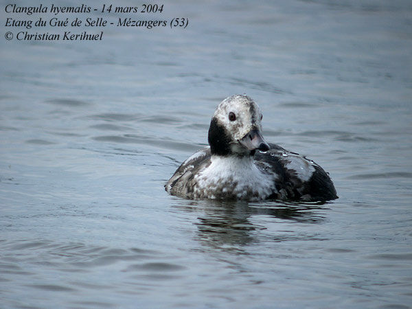 Long-tailed Duck