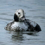 Long-tailed Duck