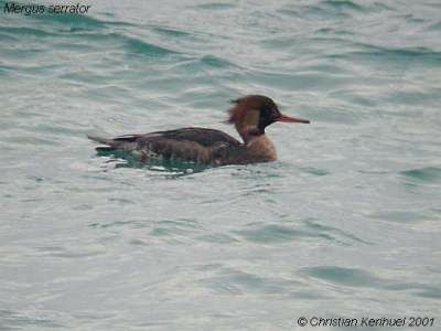 Red-breasted Merganser