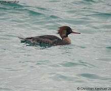 Red-breasted Merganser