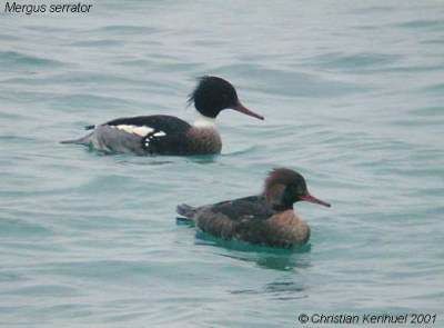 Red-breasted Merganser