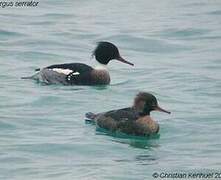 Red-breasted Merganser