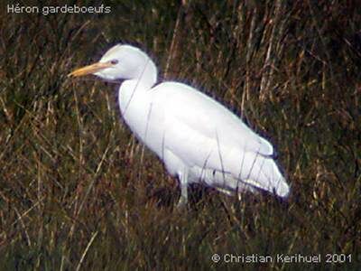 Western Cattle Egret