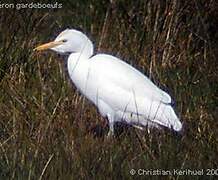 Western Cattle Egret