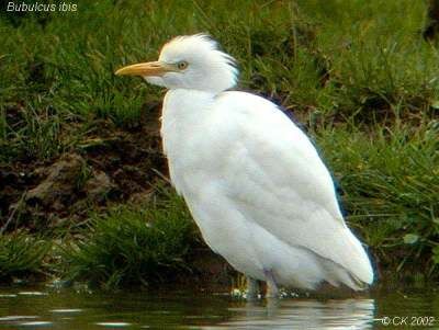 Western Cattle Egret