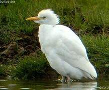 Western Cattle Egret