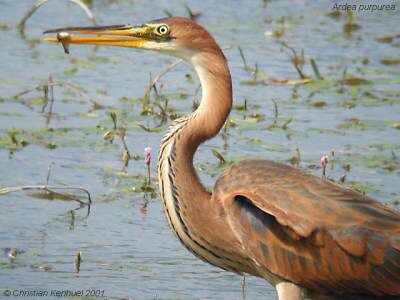 Purple Heron