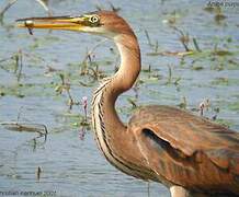 Purple Heron