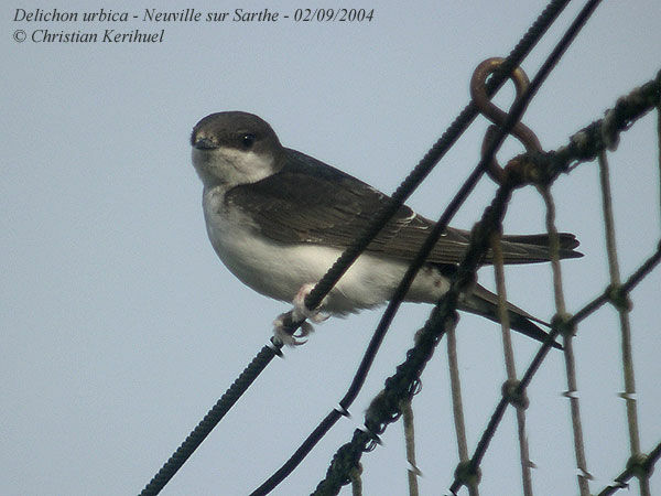 Western House Martin