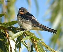 Barn Swallow